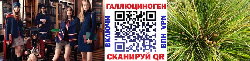 Галлюциногенные грибы GOLDEN TEACHER  купить наркоту  Амурск 